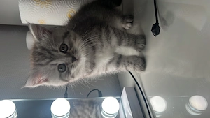 Britisch Kurzhaar kitten  Bild 8