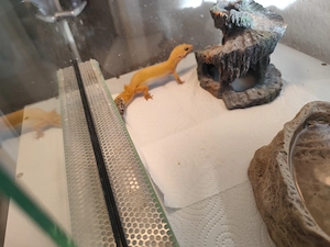 Leopardgecko Weibchen  Bild 2