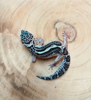 1.0 Mack Snow Bold NZ 25 Leopardgecko Eublepharis Macularius 