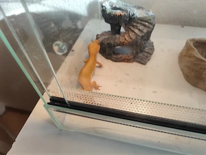 Leopardgecko Weibchen  Bild 3