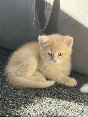 BKH Kater sucht neues Zuhause