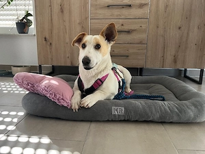 Berta, liebe kleine Mischlingshündin 