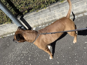 Hund sucht neues Zuhause 