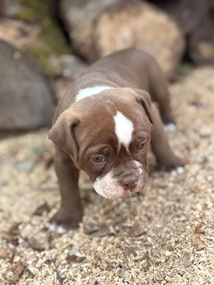 Old English Bulldog Welpen Bullforce 