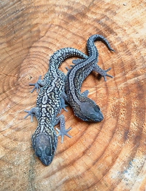 1.1 Paroedura Picta adult Madagaskar Großkopfgecko 