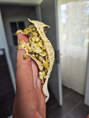 1.0 Kronengecko Männchen Correlophus ciliatus tricolor extreme Harlequin