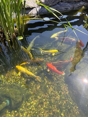 Koi Karpfen abzugeben 