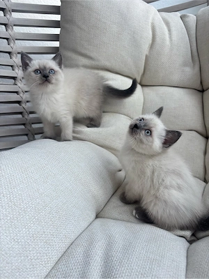 kätchen suchen liebevolles zuhause 