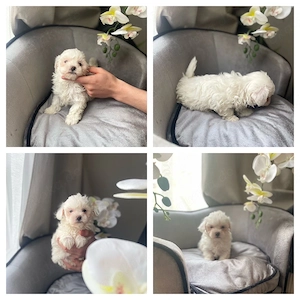 Maltipoo Mini Rüden Welpen
