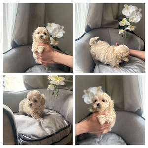 Maltipoo Welpen