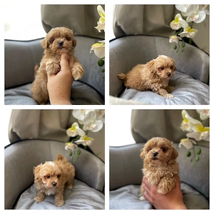 Maltipoo Welpen