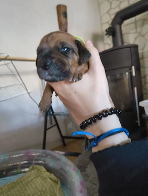 Süße kleine Welpen 