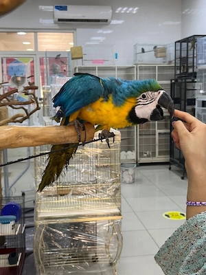 Handzahme papagei mit papiere.