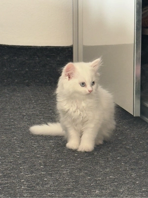 BKH Katze sucht neues Zuhause