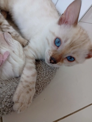 Snow Lynx Bengal Kitten