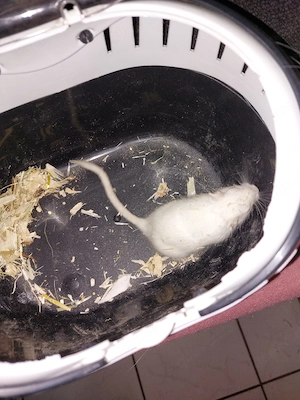 Rennmausbock sucht neues Zuhause 