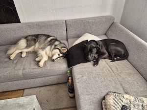 wir suchen ein liebevolles zu Hause für unseren liam