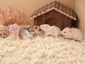 Goldhamster Hamster Baby Bild 3