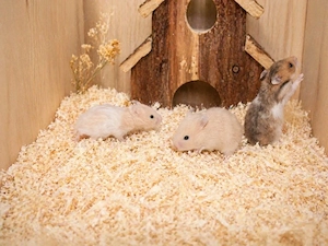 Goldhamster Hamster Baby Bild 2