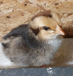 Küken von Blumenhühnern, großen Amrocks, Opal Legbar und Bresse