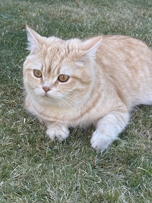  Lieber Familienkater  Simba  (1,5 Jahre) sucht Zuhause   mit Zubehör (Schutzgebühr)