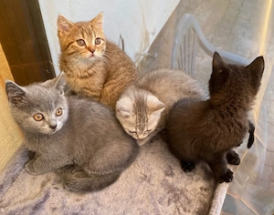 Abholbereite Britisch Kurzhaar kitten   Bild 5