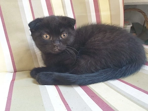 baby kater 