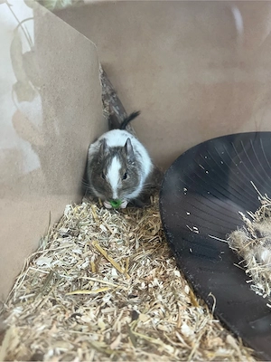 Degu Mädchen sucht neues Zuhause Bild 2