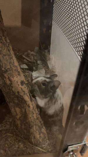 Degu Mädchen sucht neues Zuhause Bild 3