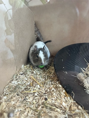 Degu Mädchen sucht neues Zuhause