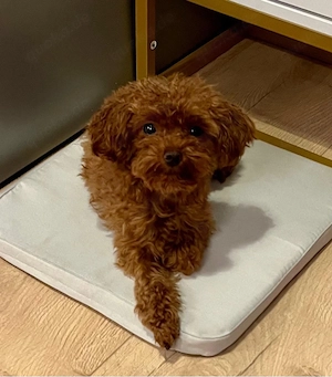 Toy-Pudel Welpen zu verkaufen 