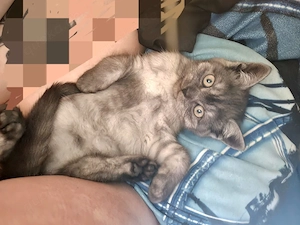 bildhübsche BKH bitte lesen