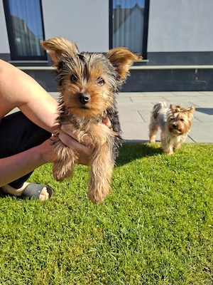 Yorkshire- Terrier- Welpe