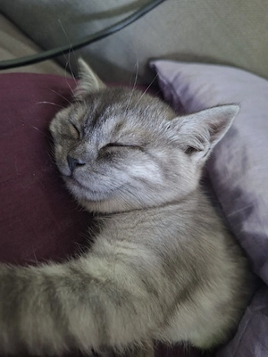 Reinrassiges BKH Mädchen   12 Wochen alt   