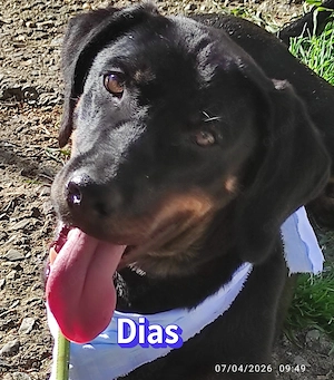 Dias, 03 25 - sportlicher treuer Junghund sucht Familie