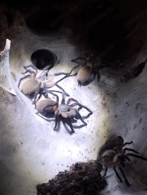 Nehme Vogelspinnen auf 