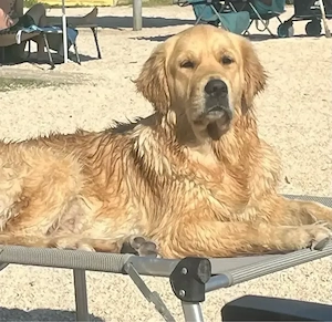 Wurfplanung Golden Retriever Ende 2026 Bild 2