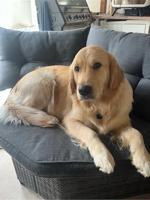 Wurfplanung Golden Retriever Ende 2026 Bild 3