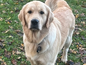 Wurfplanung Golden Retriever Ende 2026