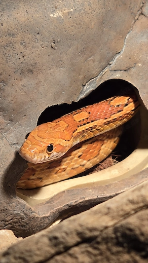 Liebevolle Kornnatter "Emilia" (ca. 5 Jahre) sucht neues Zuhause