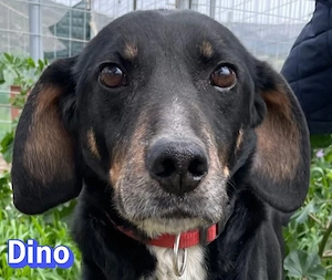 Dino, 01 24 - freundlicher Sportler sucht Familie