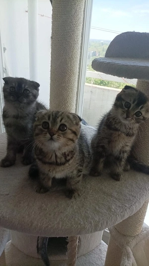 bkh und schottischkurzhaar