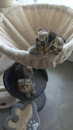 bkh schottischkurzhaar zu verkaufen 