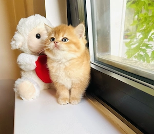 Reinrassige BKH Kitten von Champion Eltern 