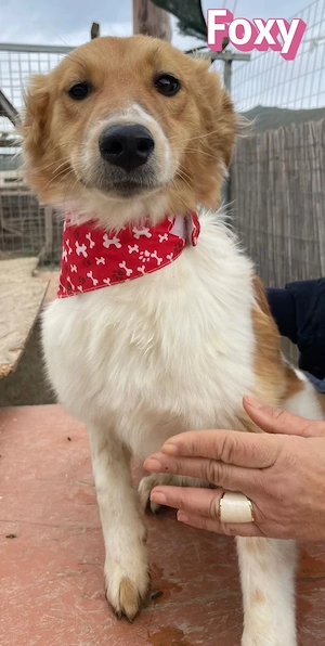 Foxy, 11 25 - lustiges Mädel sucht Familie