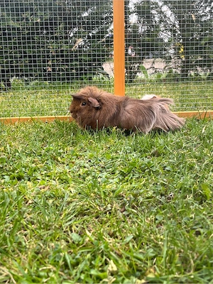 Meerschweinchen männlich Böckchen abzugeben Bild 2