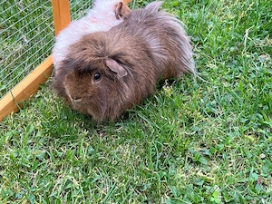 Meerschweinchen männlich Böckchen abzugeben