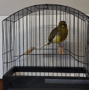 Zuchtpaare Border Kanarien 