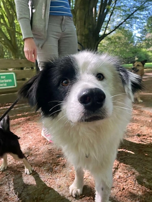 Bootsmann auf der Suche nach seinen Menschen