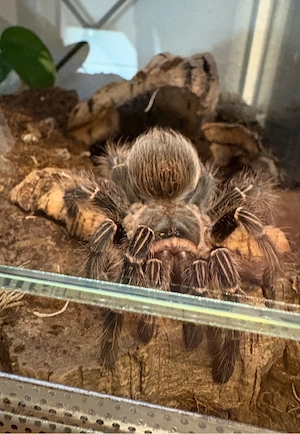 vogelspinne eupalaestrus campestratus